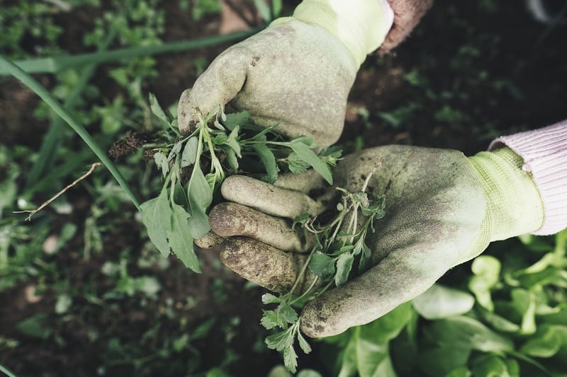 Seasonal Plant Care