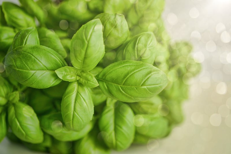 Basil plant in a container