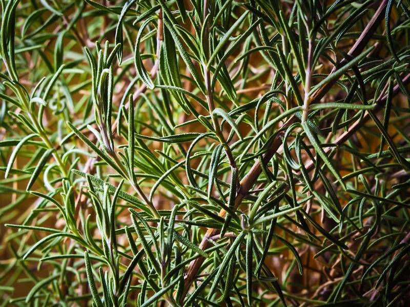 Herb Wreaths