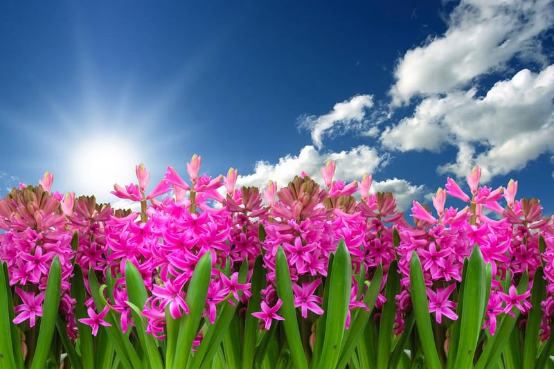 Spring Plant Care