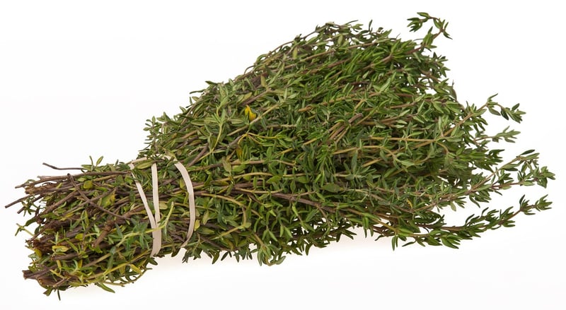 Thyme plant in a container