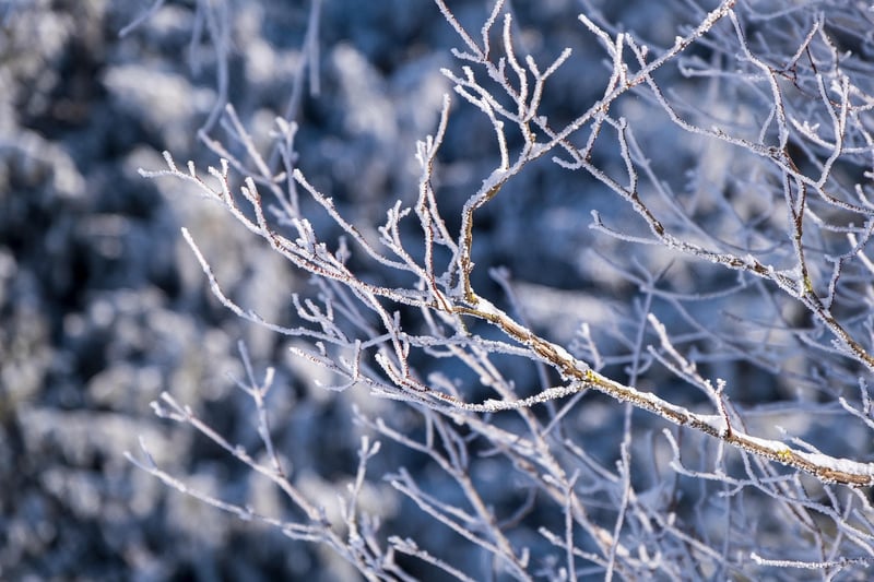 Winter Plant Care